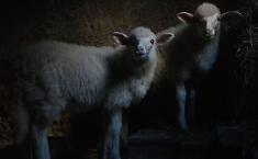 &laquo;Agnus Dei&raquo;, il film del regista italiano Massimiliano Camaiti nella selezione ufficiale del festival francesce Fipadoc