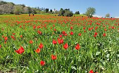 Il mistero dei tulipani di Blufi, ecco la verit&agrave; scientifica