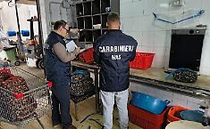 Blitz del Nas di Palermo: sequestrati 4,5 quintali di prodotti ittici e sanzioni per 11.000 euro