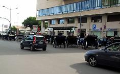 Il Comune ci prova: &laquo;Basta carrozze e mezzi elettrici al posto dei cavalli&raquo;