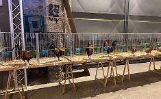 Il concorso di "bellezza" per piccioni e galline nelle sale dei libri