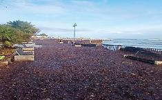 Mondello, corsa contro il tempo: task force al lavoro per rimuovere la posidonia e restituire la spiaggia entro Pasqua