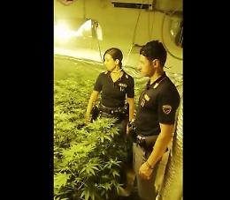 Palermo, serra &laquo;indoor&raquo; di marijuana scoperta in appartamento