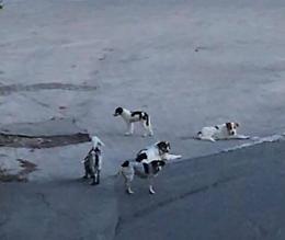 Piedimonte Etneo (Ct): avvelenati i cani del Borgo di Presa