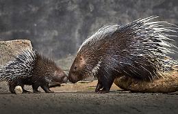 Uccidono 5 istrici nella riserva Monte Carcaci: denunciati 3 gelesi