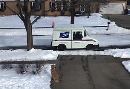 Moose aspetta tutti i giorni un "amico" davanti casa: ecco chi è e come lo accoglie