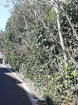 Catania Via Morelli, La fermata AMT c'&egrave; ma non si vede...