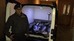 Bagheria, tonno e pesce spada non "tracciabili": maxi sequestro della GdF