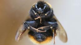 Punto da un'ape va in choc anafilattico: grave 28enne agrigentino