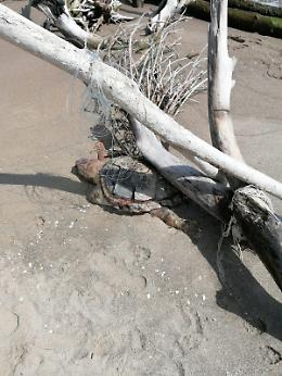 Agnone Bagni (SR): tartaruga marina trovata morta tra i detriti