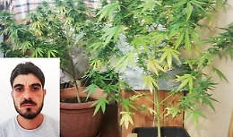 Catania, canapa indiana nelle piante in balcone al posto del basilico