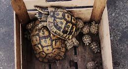 E adesso online in vendita anche tartarughe protette! Sequestro a Catania