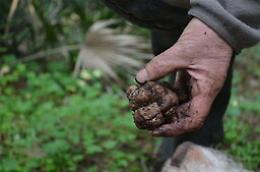 Per il tartufo siciliano è il momento delle regole: ecco il ddl che disciplina la materia
