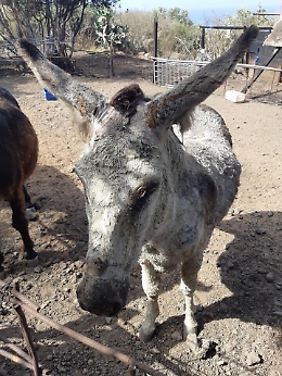 Per l'asinella Camilla nuova vita a Lipari dopo ferite provocate da eruzione a Ginostra