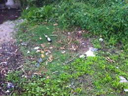 Degrado timpa di Leucatia, aree verdi non tutelate