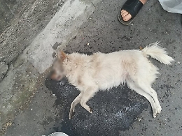 Biancavilla, ucciso un altro cane: &egrave; caccia al &ldquo;serial killer&rdquo; di Piano Oliveri