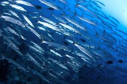 Pesce palla, barracuda e  cubo-medusa: il Mediterraneo si sta tropicalizzando