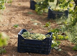 Marsala, a 87 anni sorpreso a rubare una tonnellata di uva: arrestato