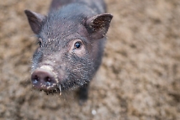 Milazzo, diossina in grasso suini neri: sequestrati allevamento e prodotti