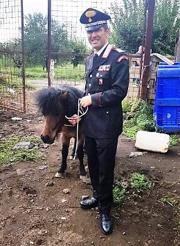 Aci S. Antonio, rubano un pony per macellarlo clandestinamente