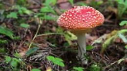 Funghi, tutte le fake news
delle "bistecche vegetali"