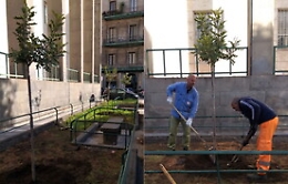 Anche Catania partecipa alla Festa dell'Abero: il Comune mette a dimora 400 piante