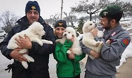 Cucciolo salvato da tragedia Rigopiano adottato da famiglia vittime