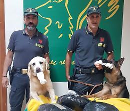 Catania, Gdf e cani antidroga
"fiutano" marijuana: un arresto
