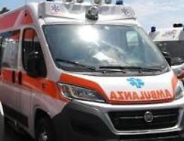 Una mucca muore investita da un'auto: ferito il guidatore