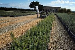 Il bosco itinerante: l'iniziativa solidale che attraverserà tutta la Sicilia nel periodo natalizio