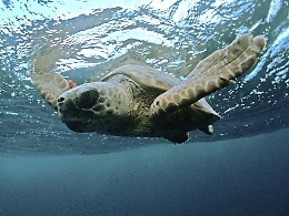 Due tartarughe caretta caretta liberate nel mare della Cala