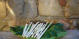 Record di visitatori al museo della manna di Pollina