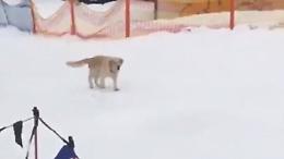 Cane scivola sulla neve, anche se non ha lo slittino