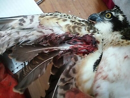 Falco pescatore colpito da una fucilata nel Messinese