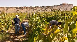 Doc Sicilia, avvio vendemmia 2019, meno uva ma più qualità