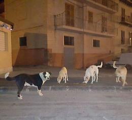 Volontari animalisti, un corso di formazione gratuito per 50 partecipanti