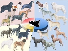 Mappatura genetica dei cani e banca dati del Dna: così la Sicilia pensa di combattere il randagismo