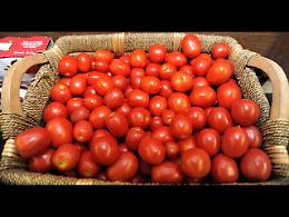 Ragusa, ruba mezza tonnellata di “ciliegino”: denunciato