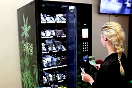 «Stop alla vendita di cannabis light», ma il ministro Giulia Grillo aspetta il parere dell'Avvocatura