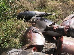 Dieci esemplari di tonno rosso abbandonati in campagna nel Catanese