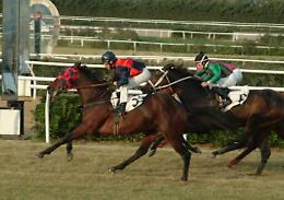 Ippodromo di Milano: fantino catanese si infortuna per buca