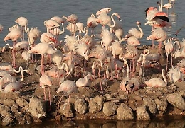 Sos fenicotteri rosa: l&rsquo;Enel &ldquo;innaffier&agrave;&rdquo; le Saline di Priolo per salvare i pulcini