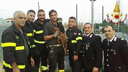 Cane caduto in un pozzetto della luce salvato dai Vigili del Fuoco