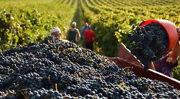 Vini, consorzio Doc Sicilia: previsioni positive per la vendemmia 2021