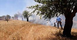 Incendi, il Governo pensa a ristori per le imprese zootecniche e agricole