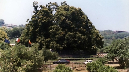 Albero dell'anno, il castagno millenario di Sant'Alfio è in finale: ecco come votare