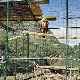 Grifone torner&agrave; a volare nel parco delle Madonie: nuova voliera a Isnello
