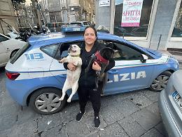 Catania: la polizia ritrova cani sottratti da un'abitazione