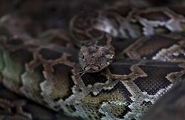 Trovato morto in casa nel Maryland: viveva con 124 serpenti