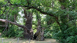 Il Castagno dei 100 Cavalli in gara al concorso internazionale European Tree of the Year 2022
